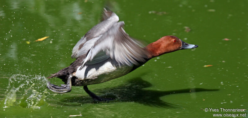 Common Pochard