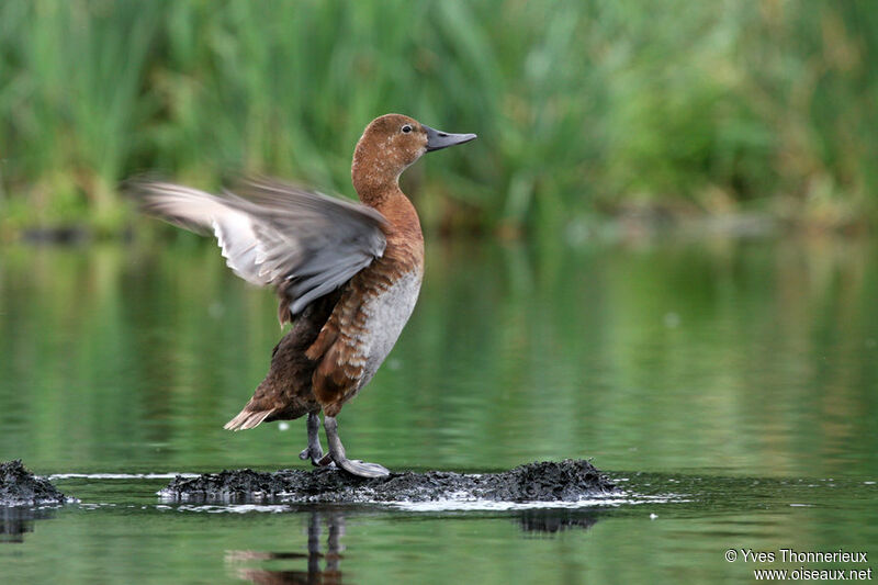 Common Pochard female adult