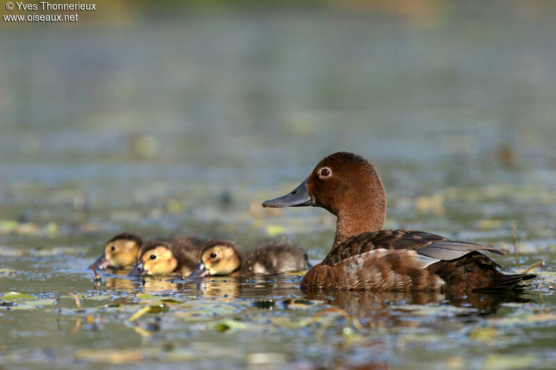 Common Pochard female adult