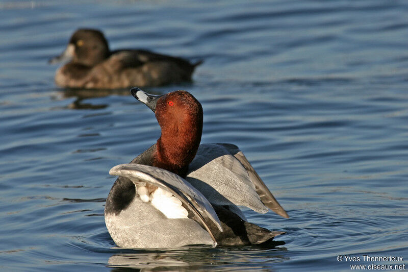 Common Pochard