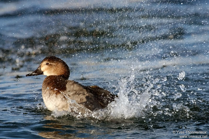 Common Pochard