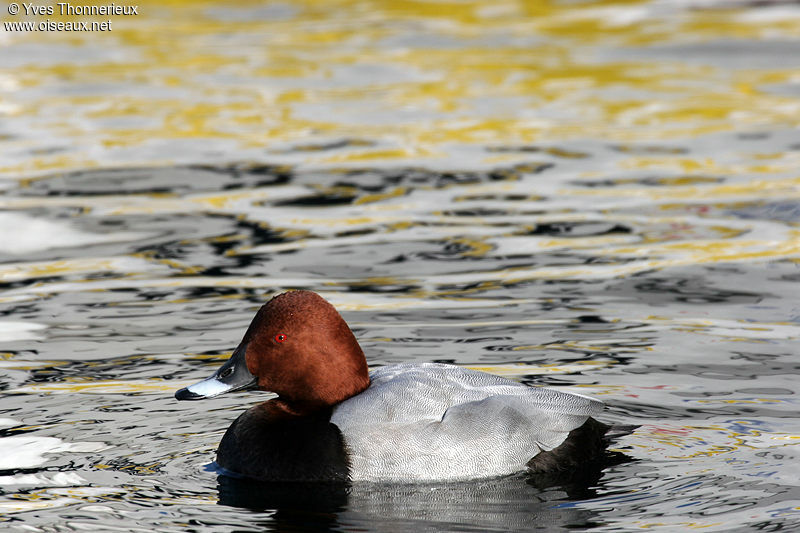 Common Pochard