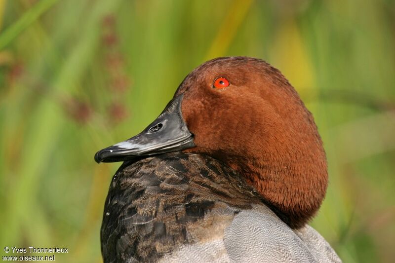 Common Pochard