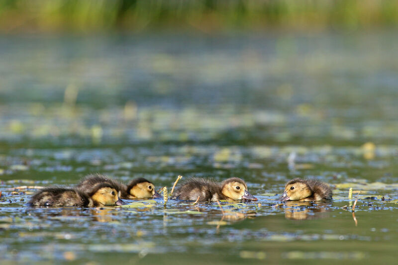 Common Pochard