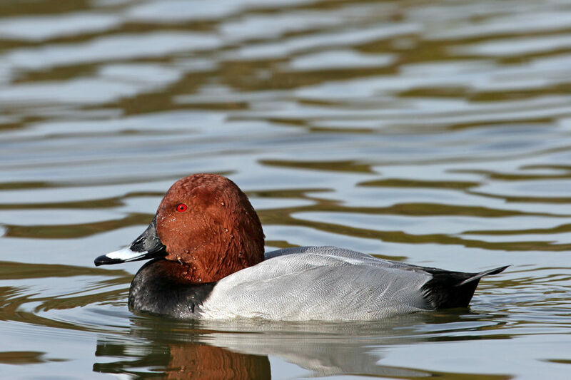 Common Pochard