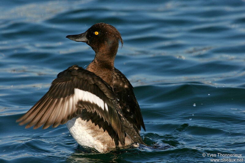 Tufted Duck