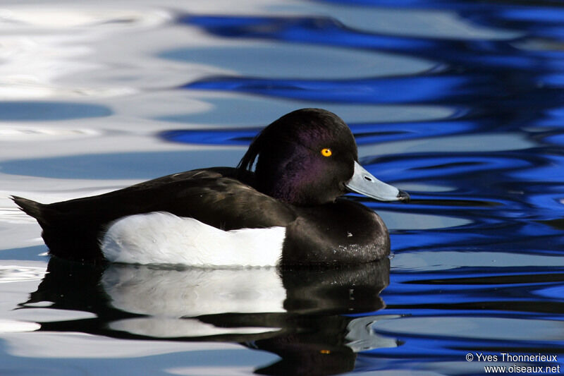 Tufted Duck