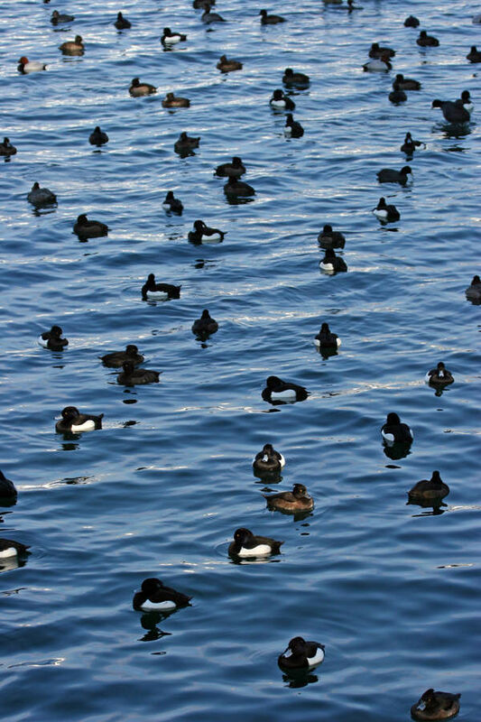 Tufted Duck