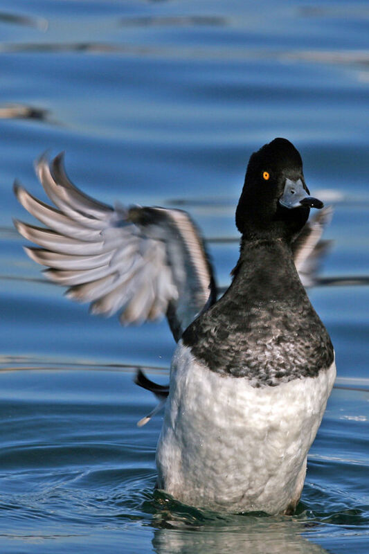 Tufted Duck