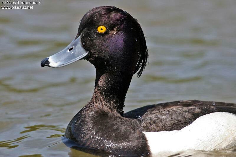 Tufted Duck