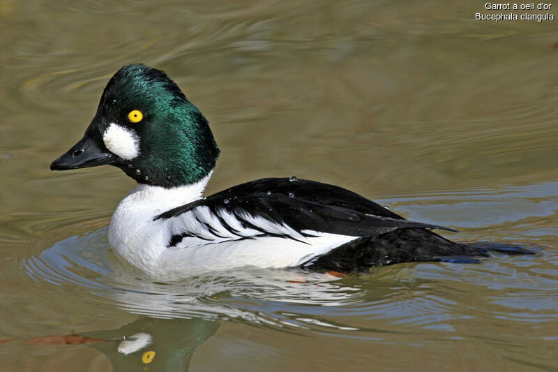 Common Goldeneye male