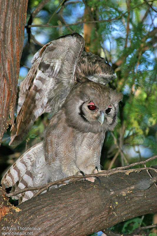 Verreaux's Eagle-Owl