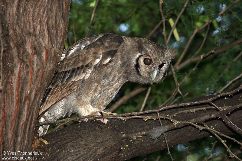 Verreaux's Eagle-Owl