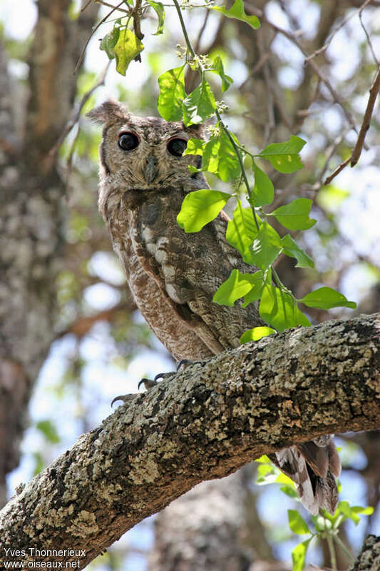 Greyish Eagle-Owladult, identification