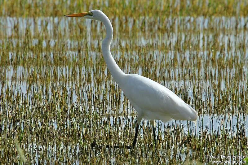 Grande Aigrette