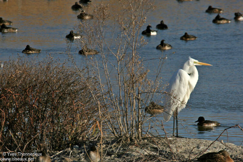 Grande Aigrette