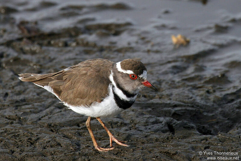 Three-banded Plover