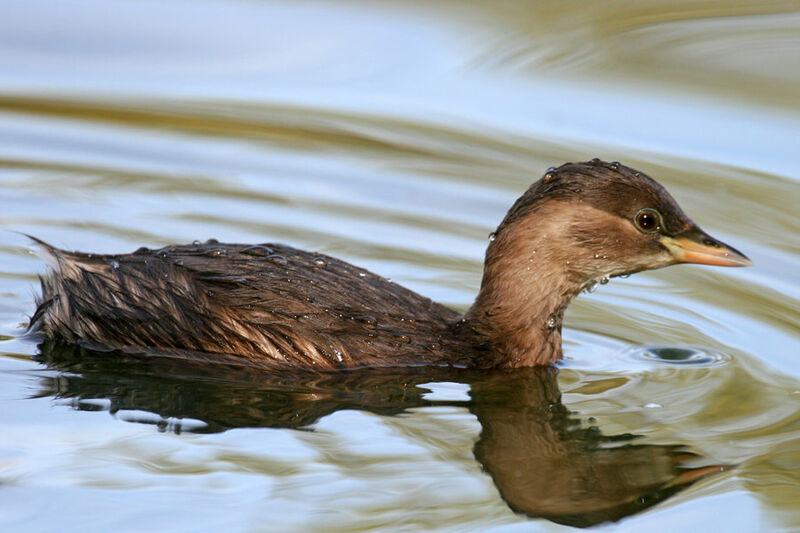 Little Grebe