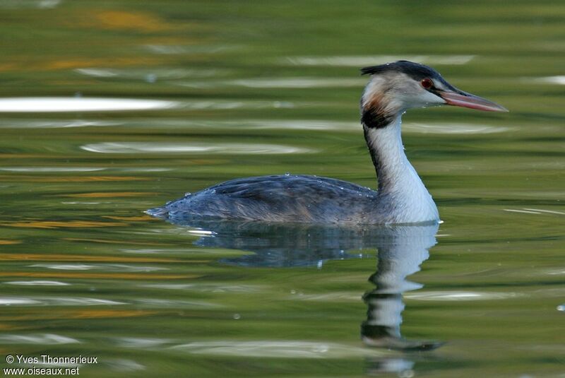 Great Crested Grebe