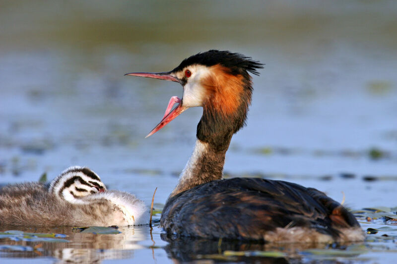 Great Crested Grebe