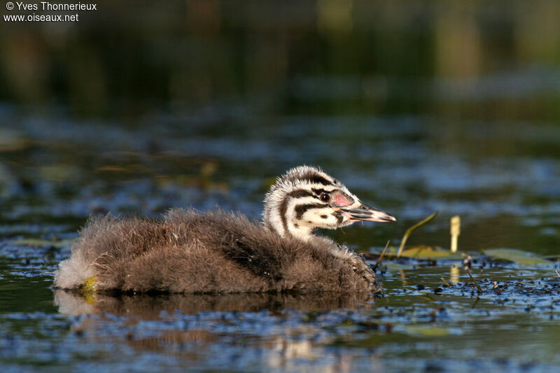 Great Crested Grebejuvenile