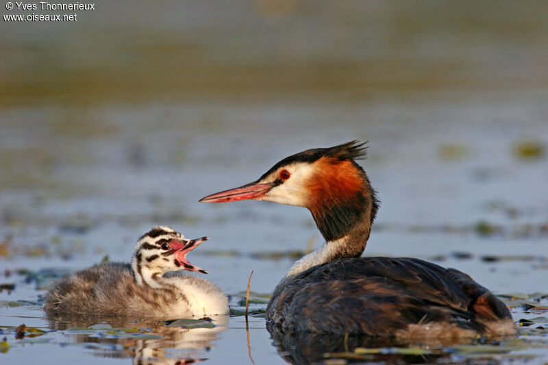 Great Crested Grebeadult