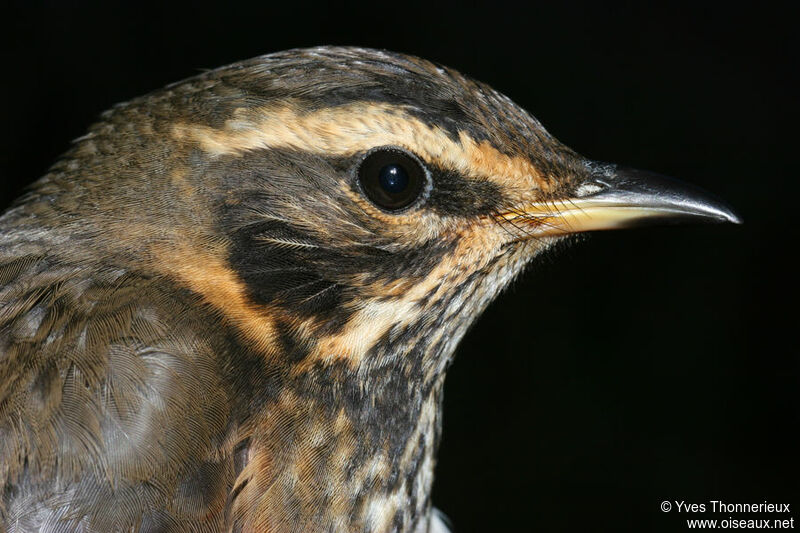 Redwing