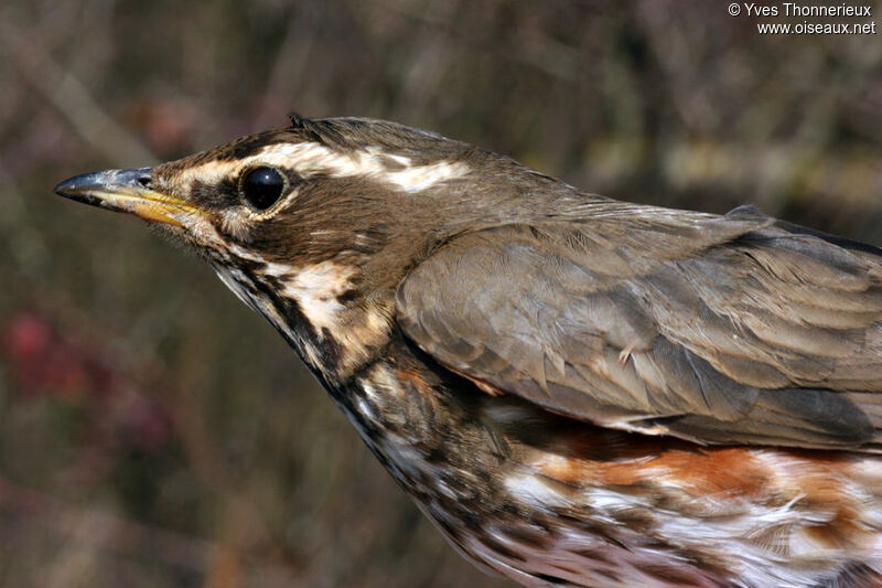 Redwingadult