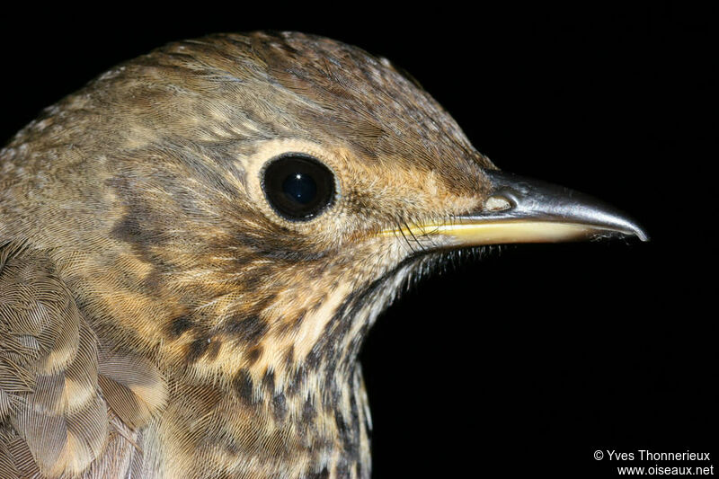 Song Thrush