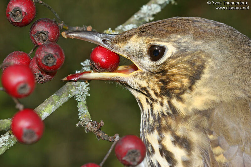 Song Thrush