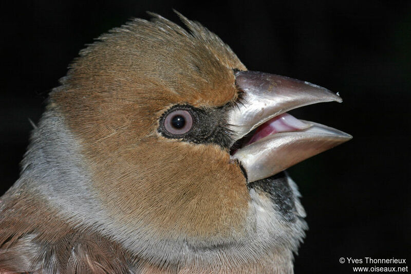 Hawfinch