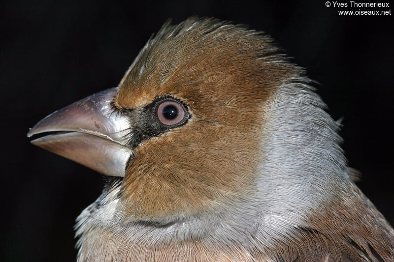 Hawfinch