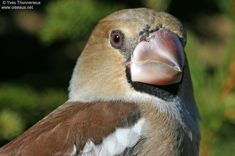 Hawfinch