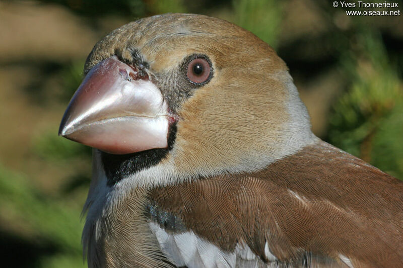 Hawfinch