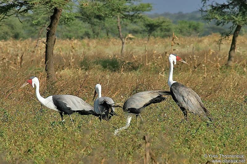 Grue caronculée