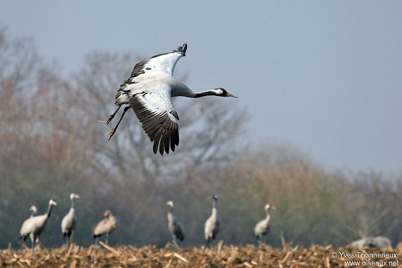 Common Crane