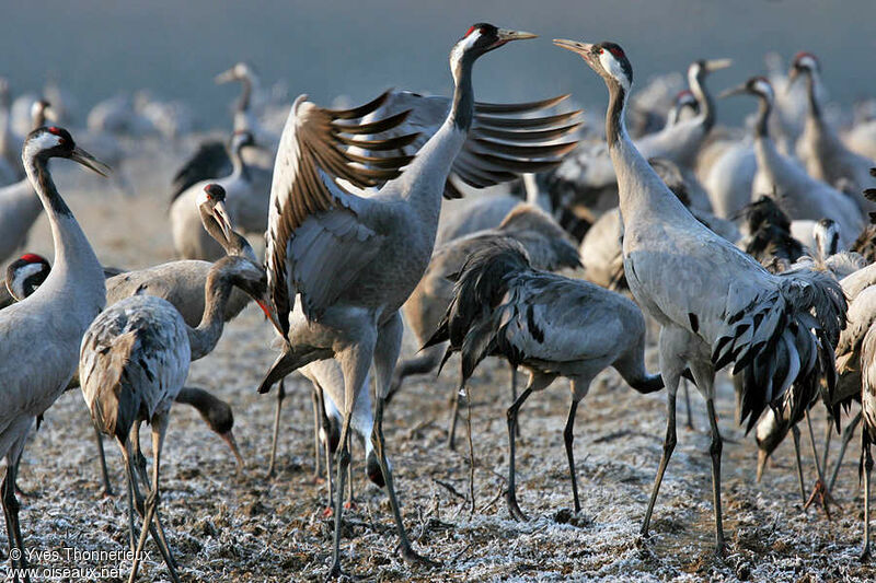 Common Crane