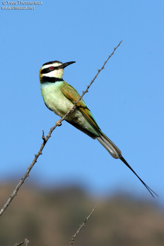 White-throated Bee-eater