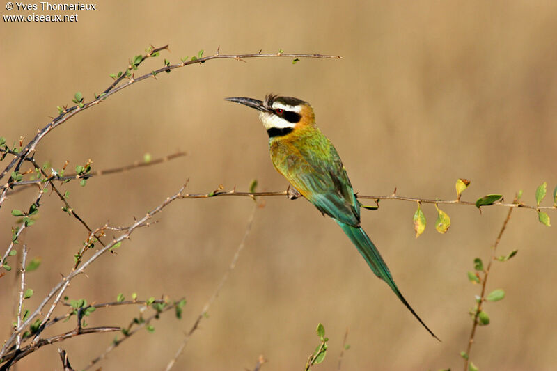 White-throated Bee-eater