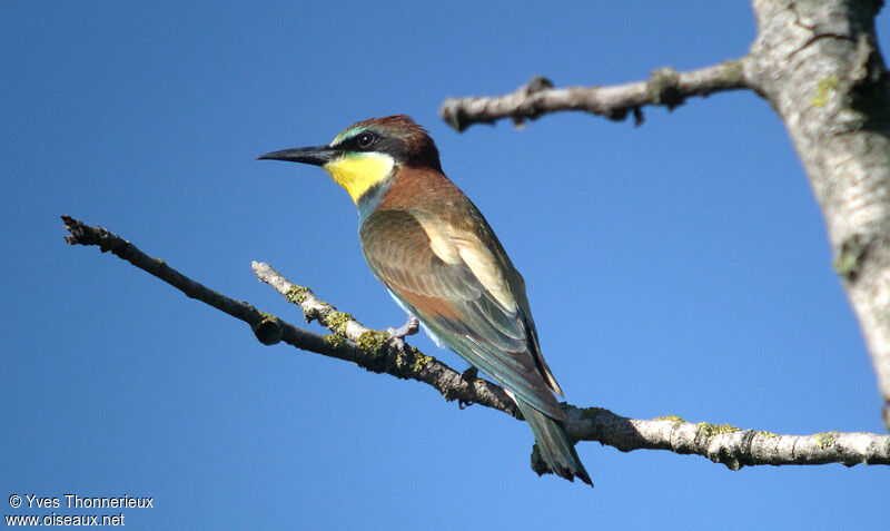 European Bee-eater