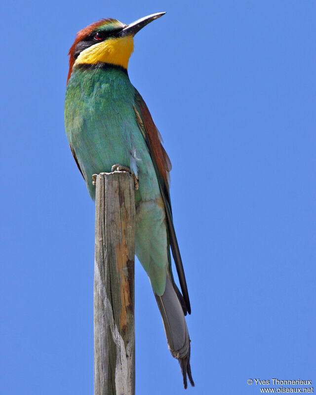 European Bee-eater