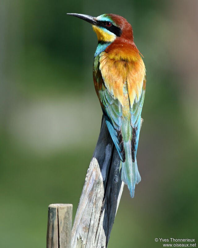 European Bee-eater