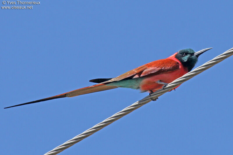 Northern Carmine Bee-eater