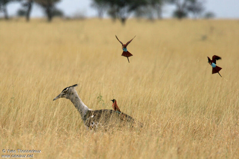 Northern Carmine Bee-eater