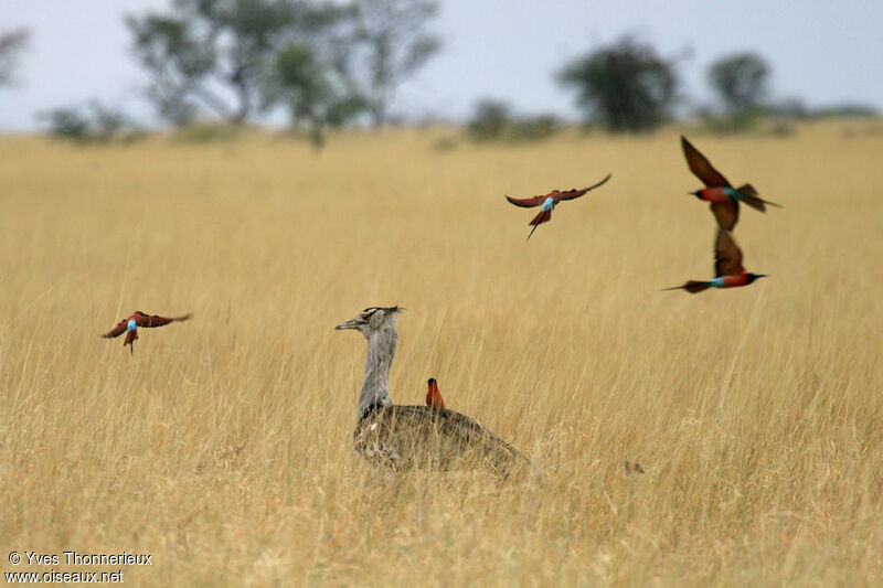 Northern Carmine Bee-eater