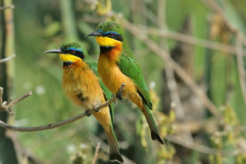 Little Bee-eater