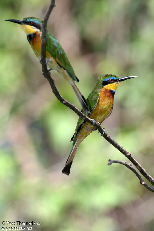 Little Bee-eater