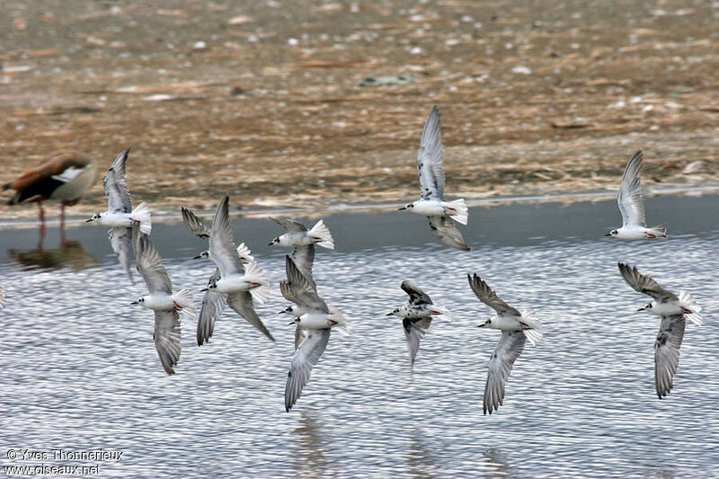 White-winged Tern