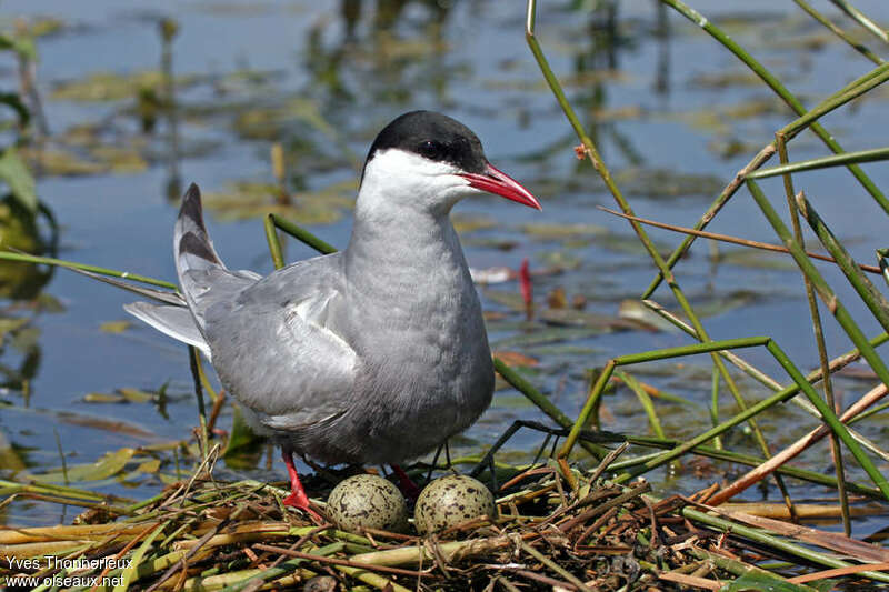 Whiskered Ternadult, Reproduction-nesting