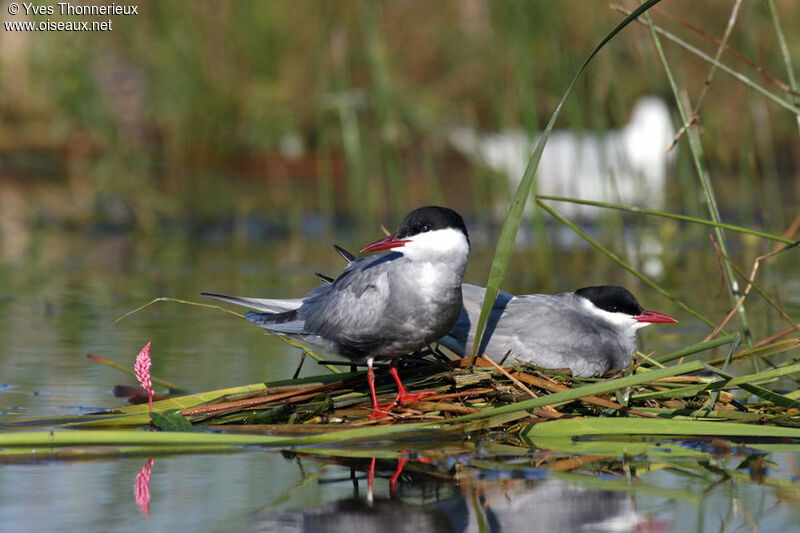 Whiskered Tern adult